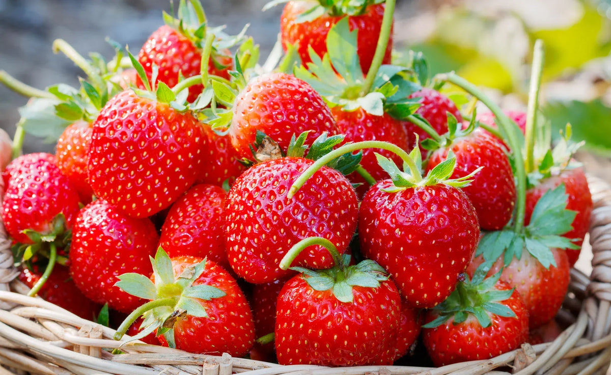 Erdbeeren Tonka Fruchtaufstrich